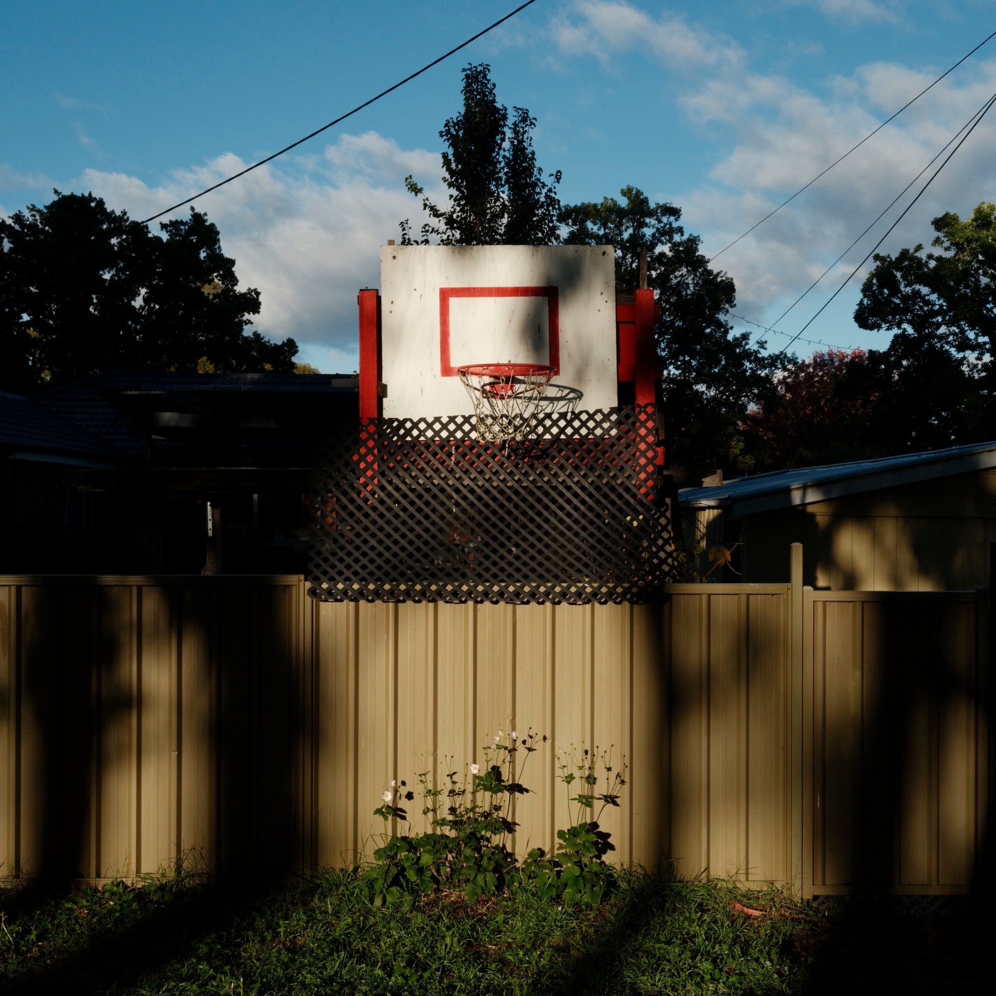 A basketball hoop, fence and weeds caught in the early morning light