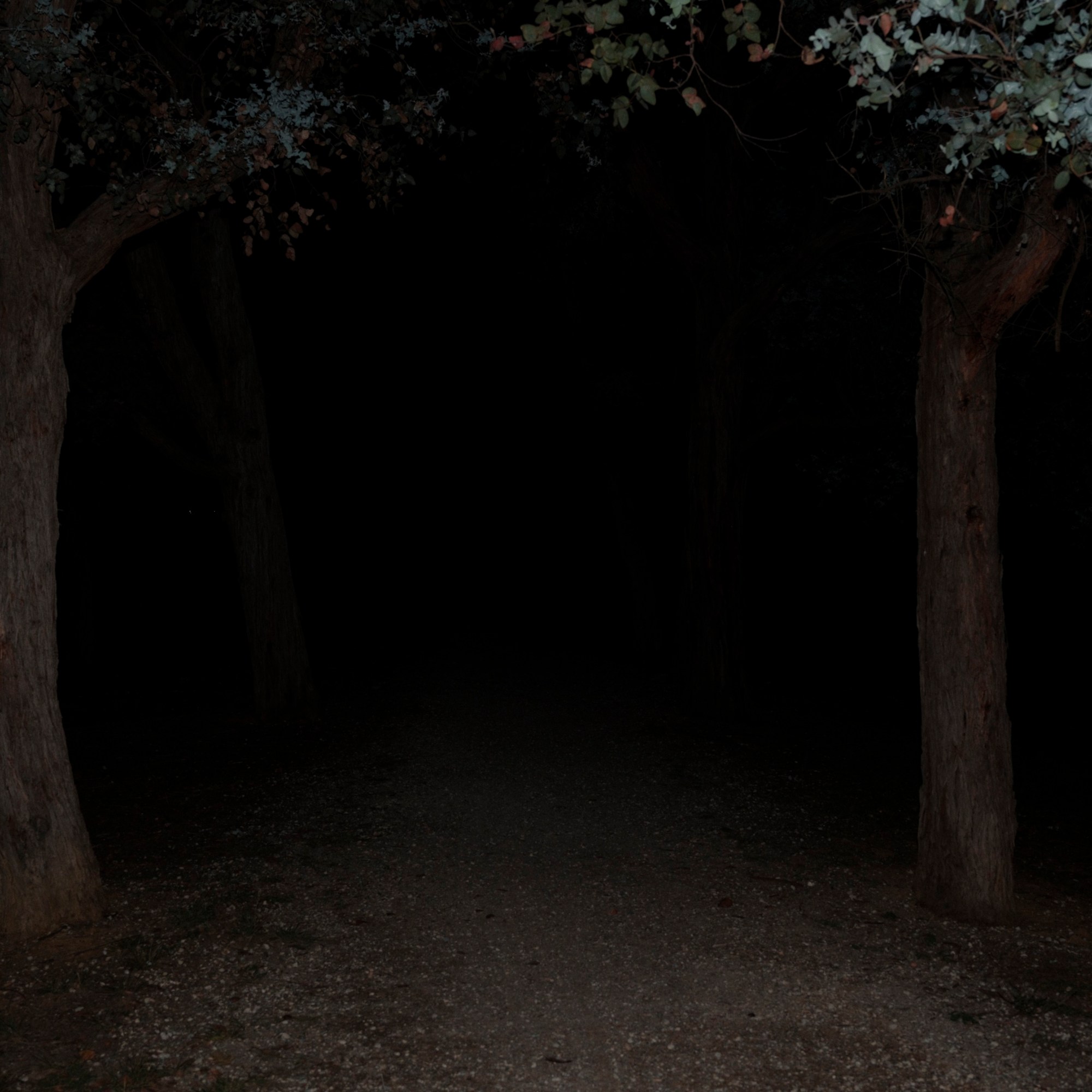 Woods shot at night with a flash